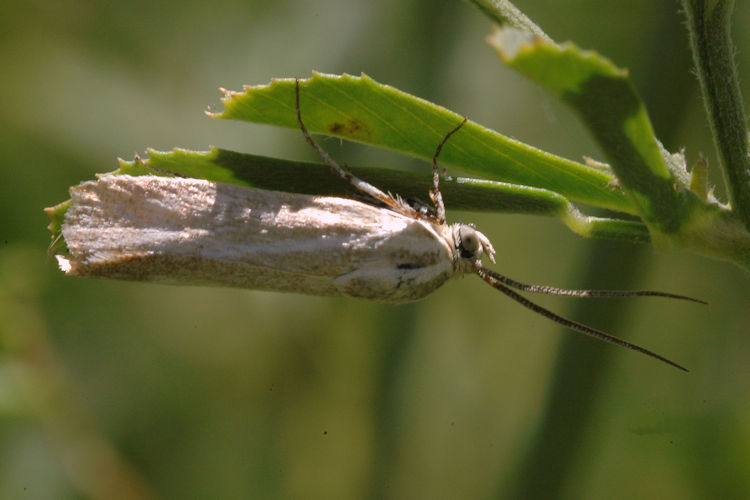 Brachodes bellicosus: Bild 3
