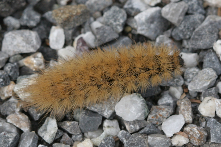 Phragmatobia fuliginosa: Bild 1