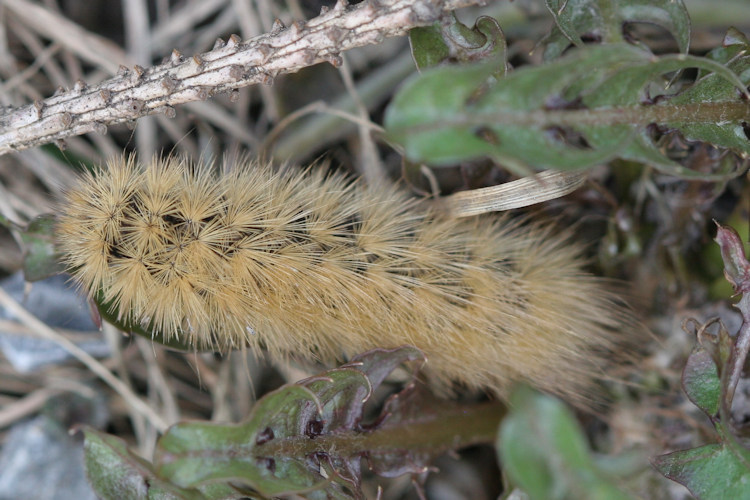 Phragmatobia fuliginosa: Bild 2