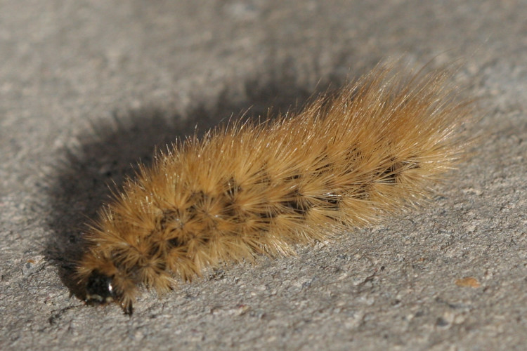 Phragmatobia fuliginosa: Bild 3