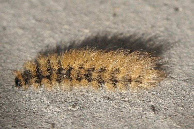 Phragmatobia fuliginosa: Bild 4