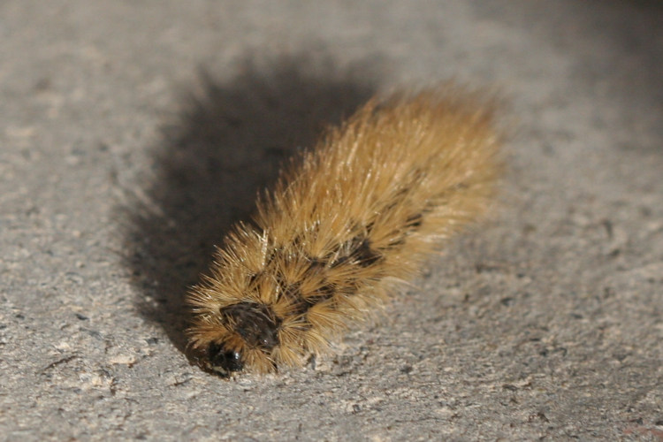 Phragmatobia fuliginosa: Bild 5