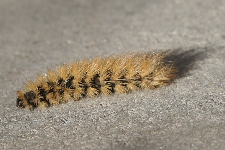 Phragmatobia fuliginosa: Bild 6