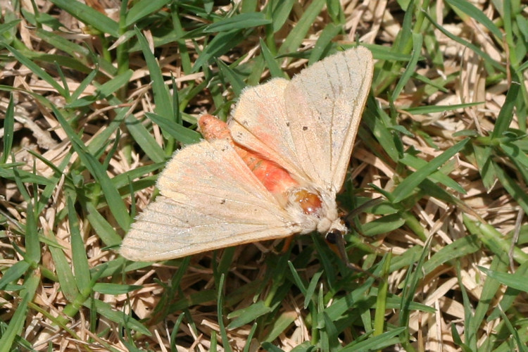 Spilarctia subcarnea bifrons: Bild 1