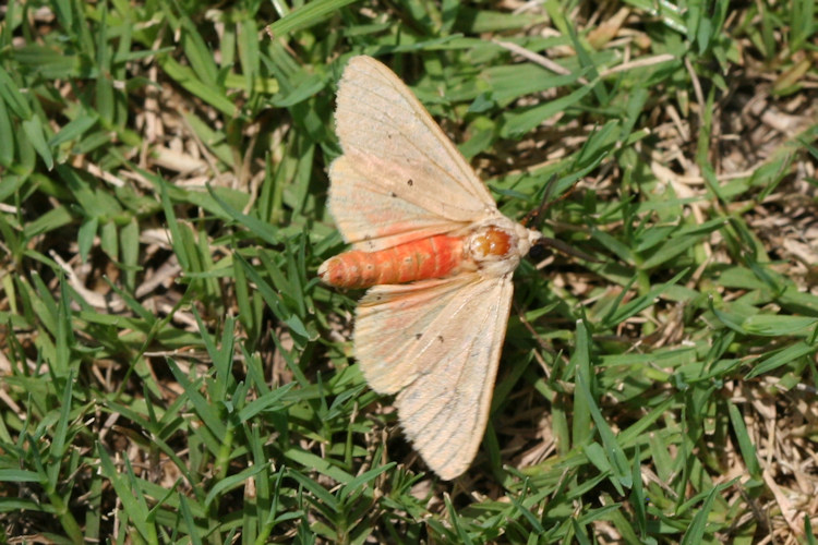 Spilarctia subcarnea bifrons: Bild 2