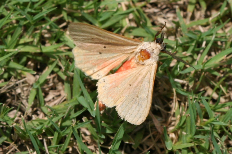 Spilarctia subcarnea bifrons: Bild 3