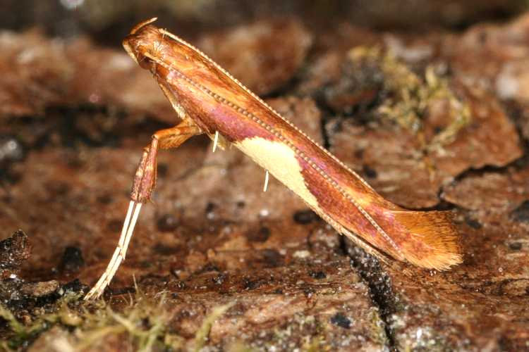 Caloptilia hauderi: Bild 1