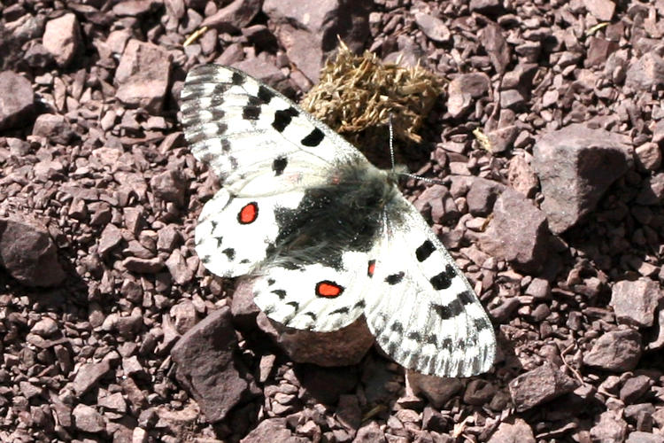 Parnassius epaphus cachemiriensis: Bild 2