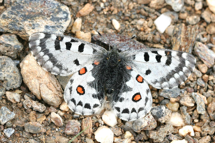 Parnassius epaphus cachemiriensis: Bild 8