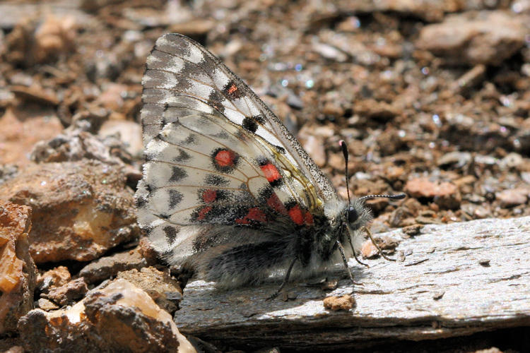 Parnassius epaphus cachemiriensis: Bild 11