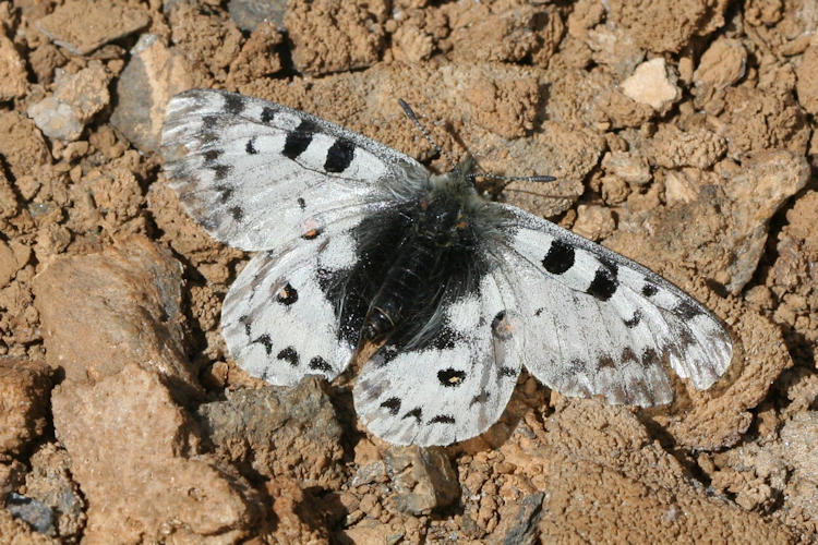 Parnassius epaphus cachemiriensis: Bild 9