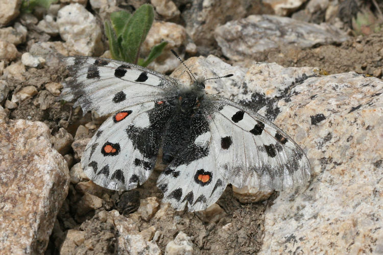 Parnassius epaphus cachemiriensis: Bild 14