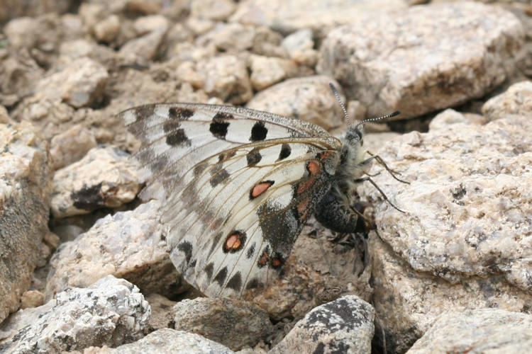 Parnassius epaphus cachemiriensis: Bild 15