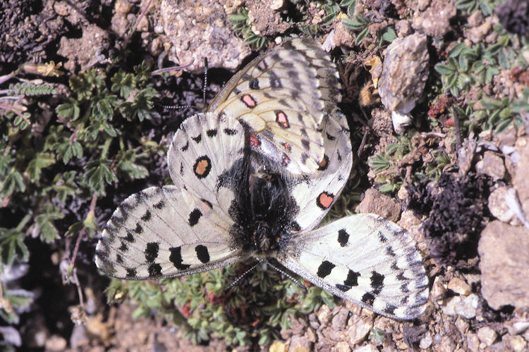 Parnassius epaphus cachemiriensis: Bild 12