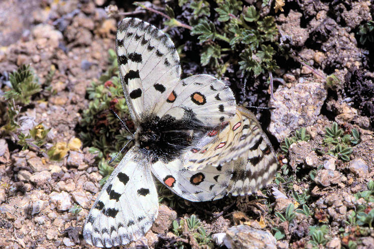 Parnassius epaphus cachemiriensis: Bild 13