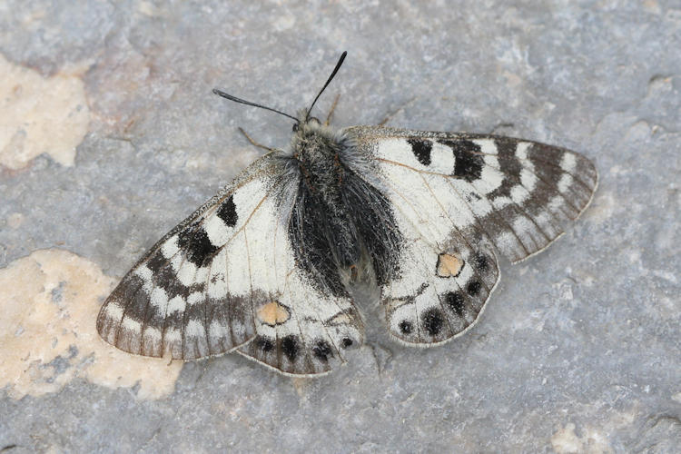 Parnassius stoliczkanus: Bild 1