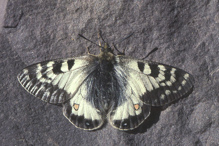 Parnassius stoliczkanus: Bild 2