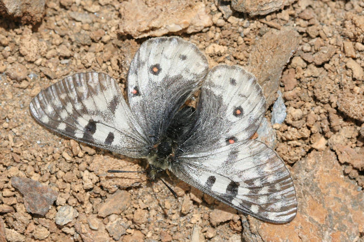 Parnassius acdestis rupshuana: Bild 1