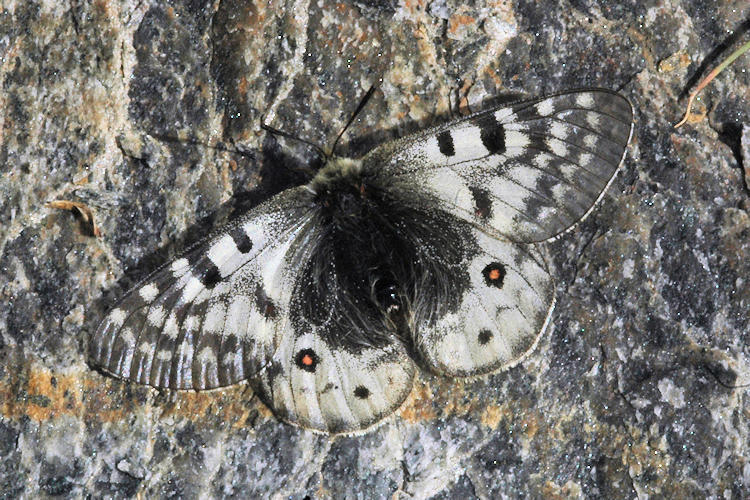 Parnassius acdestis rupshuana: Bild 2