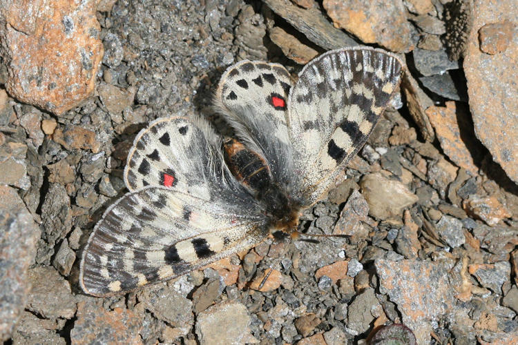 Parnassius acco: Bild 4