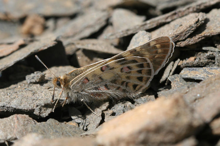 Parnassius acco: Bild 5