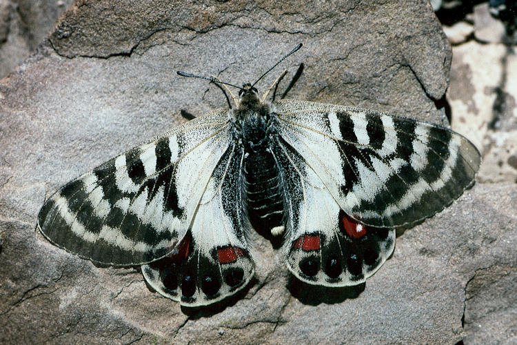 Parnassius charltonius deckerti: Bild 6