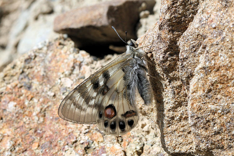 Parnassius charltonius deckerti: Bild 9