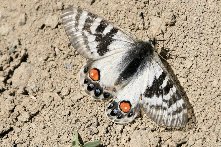 Parnassius charltonius deckerti: Bild 3