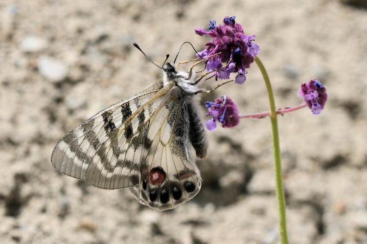 Parnassius charltonius deckerti: Bild 10