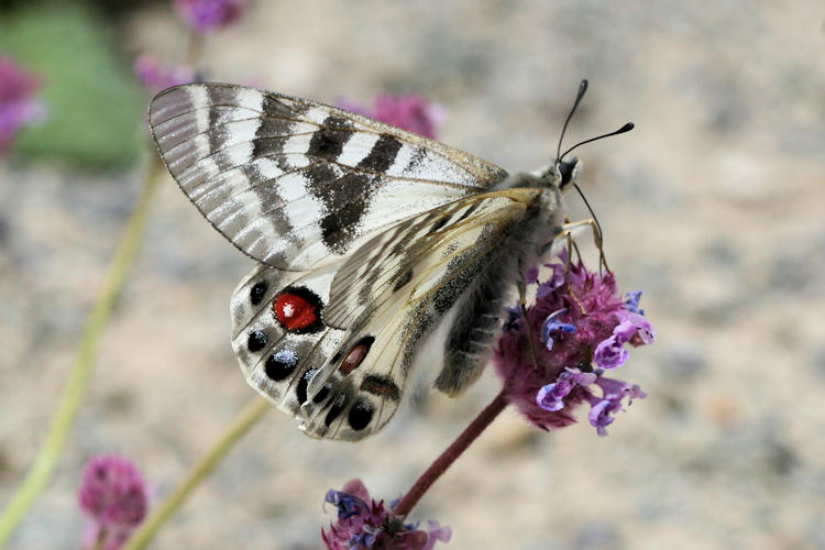 Parnassius charltonius deckerti: Bild 11