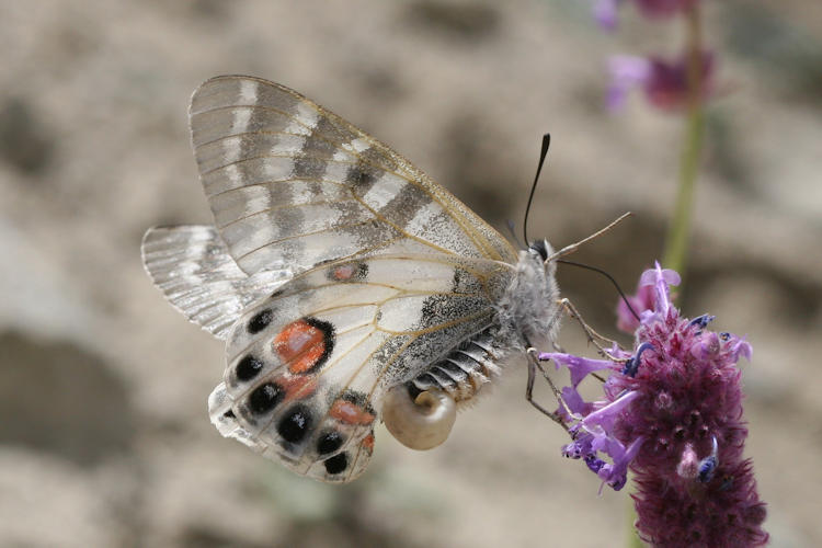 Parnassius charltonius deckerti: Bild 12