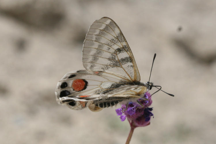 Parnassius charltonius deckerti: Bild 13