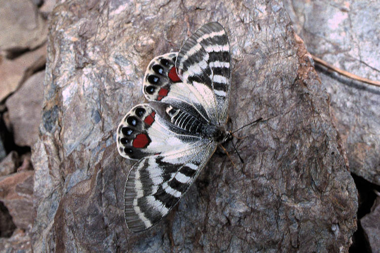 Parnassius charltonius deckerti: Bild 7