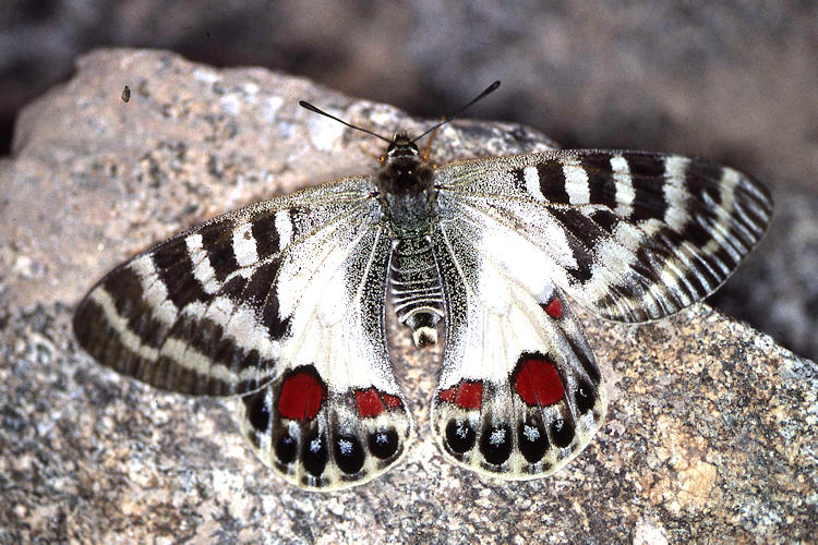 Parnassius charltonius deckerti: Bild 5