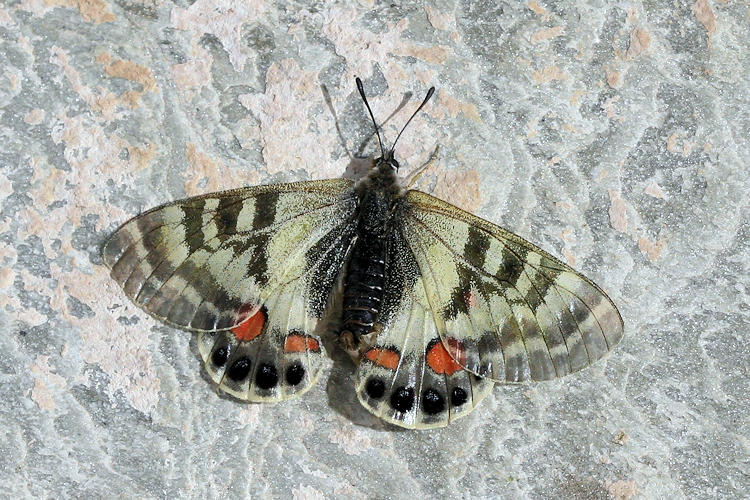 Parnassius charltonius otto: Bild 3