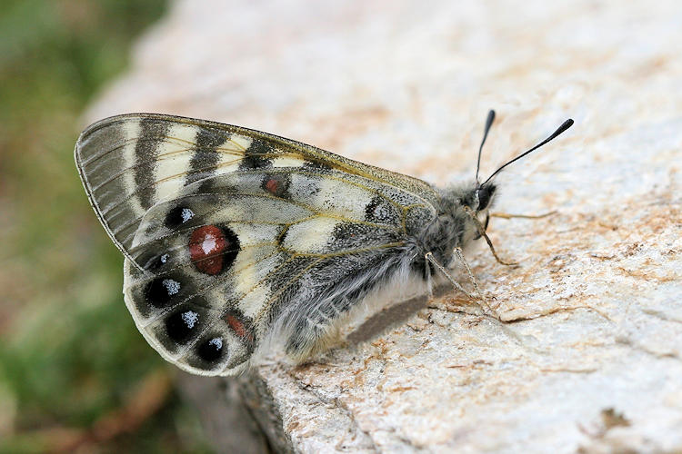 Parnassius charltonius otto: Bild 4