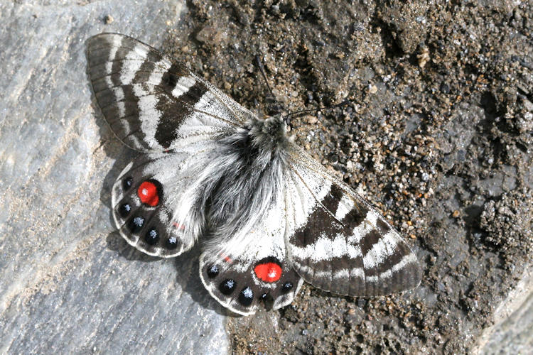 Parnassius charltonius otto: Bild 1