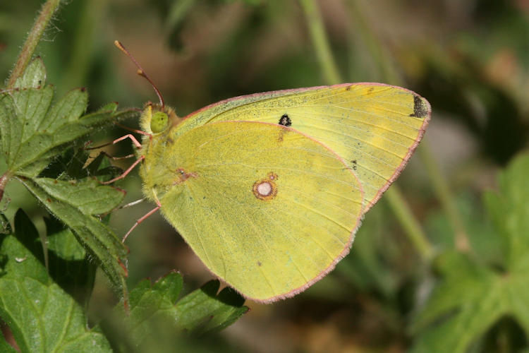 Colias erate: Bild 3