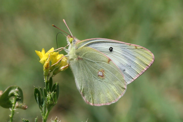 Colias erate: Bild 15