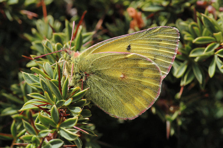 Colias ladakensis: Bild 1