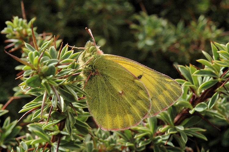 Colias ladakensis: Bild 2