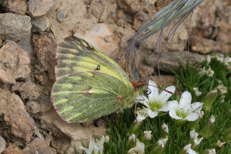 Colias ladakensis: Bild 3