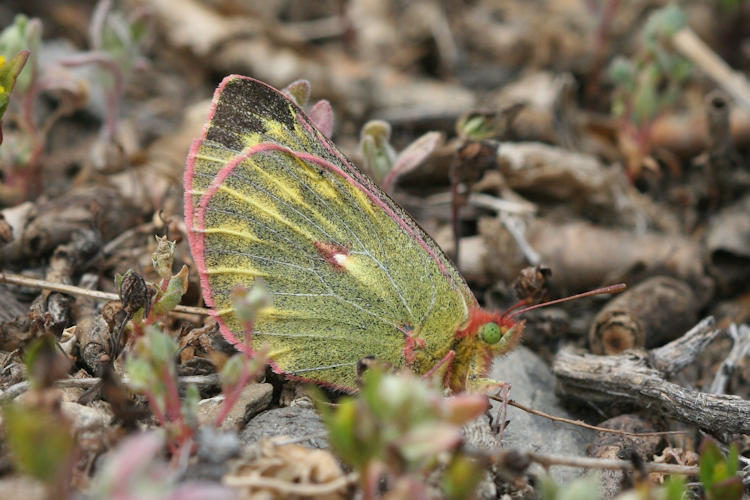 Colias ladakensis: Bild 4