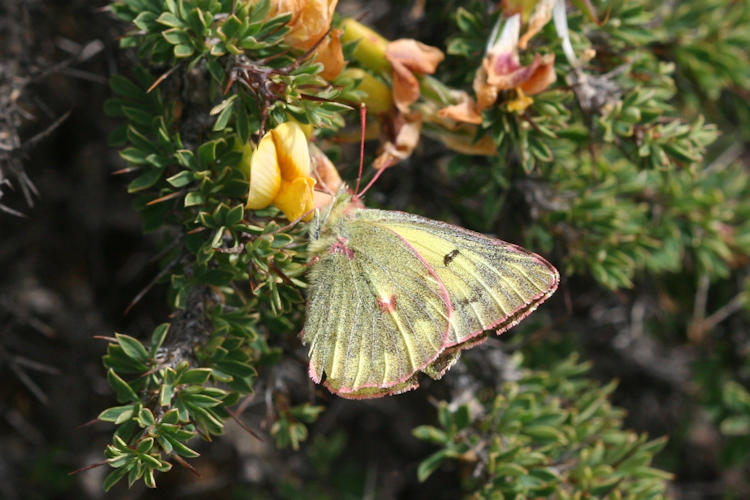 Colias ladakensis: Bild 6