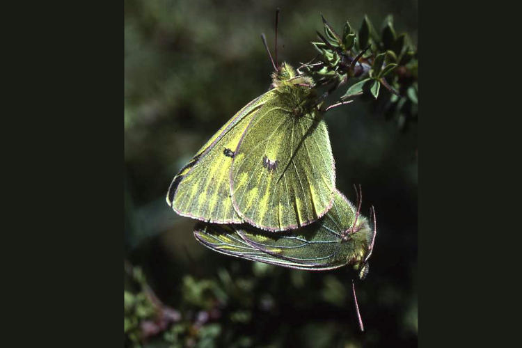 Colias ladakensis: Bild 15