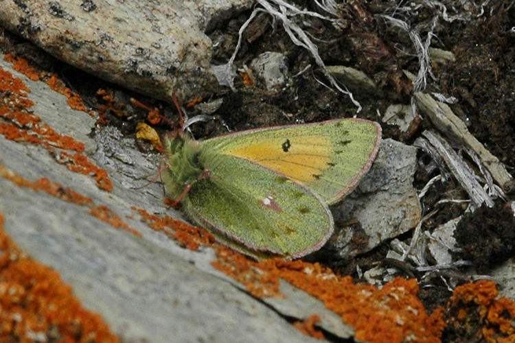 Colias stoliczkana: Bild 1