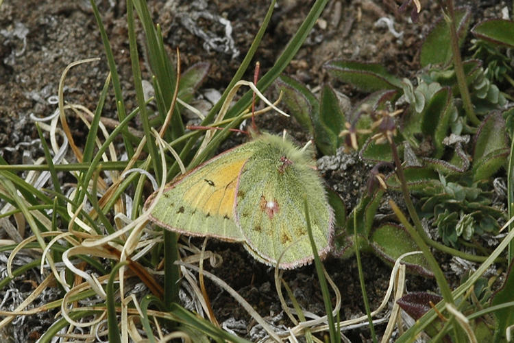 Colias stoliczkana: Bild 2