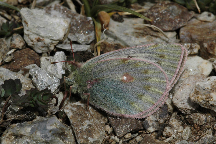 Colias stoliczkana: Bild 4