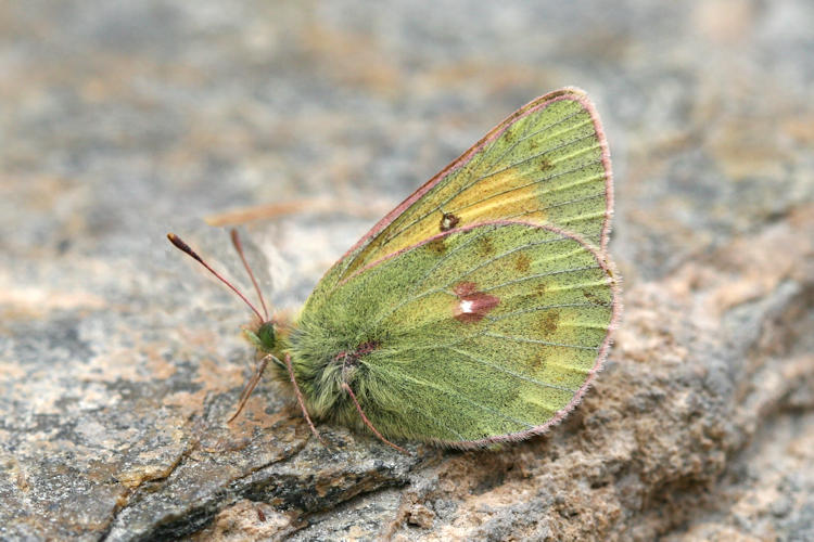 Colias stoliczkana: Bild 3