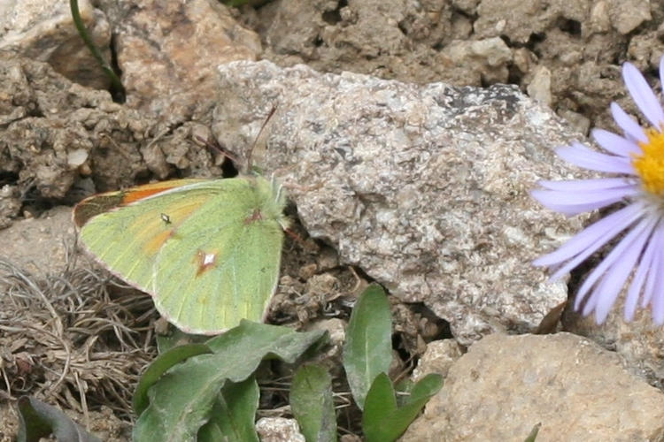 Colias eogene: Bild 3